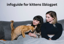 infoguide for kittens llblogpet