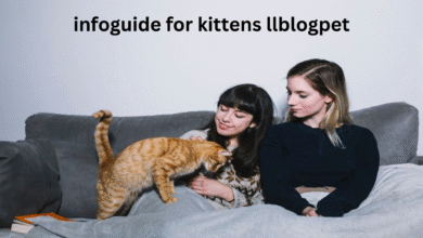 infoguide for kittens llblogpet