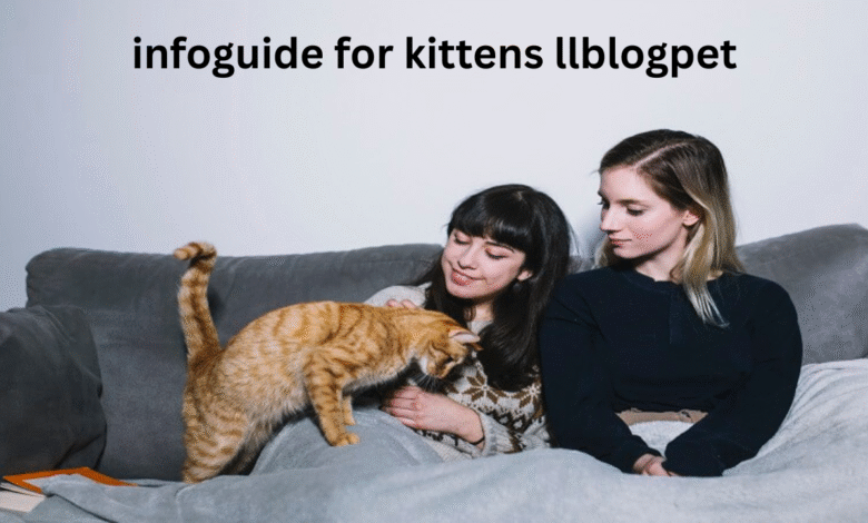 infoguide for kittens llblogpet